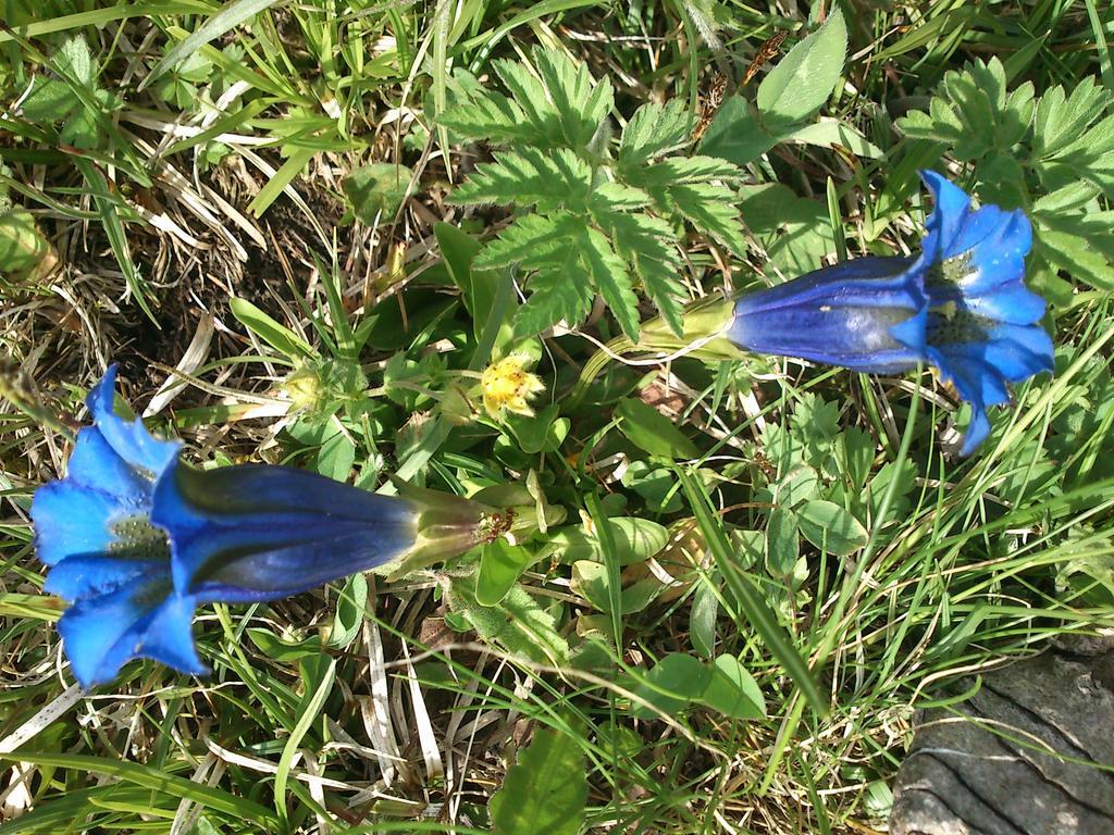 B&B La Genzianella Perarolo di Cadore 외부 사진